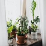 plant_0