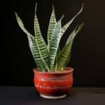 plant_1