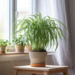 plant_2