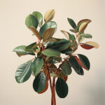 plant_5