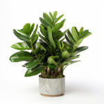 plant_6