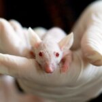 Pokusi na miševima pokazali su uspješane rezultate u usporavanju karcinoma